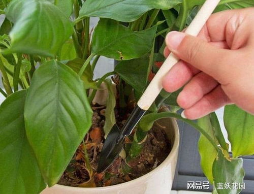 金钱树根烂了怎么办？如何挽救这盆绿植