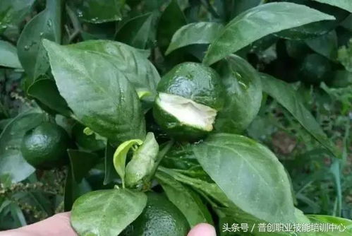 发财树病虫害防治小贴士