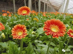 非洲菊：多年生植物之谜