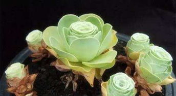 山地玫瑰休眠期特征