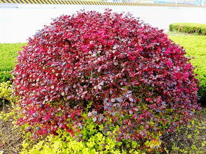 修剪不当：红花继木的“美容师”