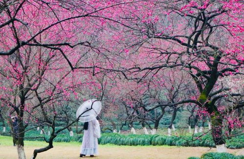 冬天除了梅花，还有哪些花盛开