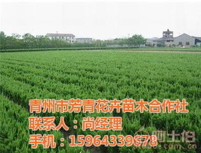 苗木花卉产业发展之路