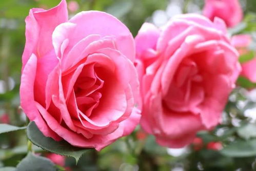 月季花， 冬季里的温暖小确幸