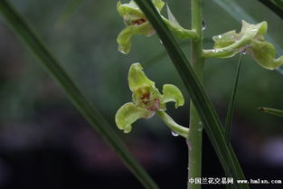 兰花之美究竟蕴含着怎样的深层内涵与美学价值