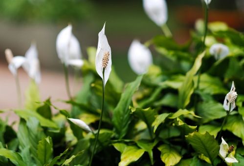菟丝花双：缠绵谁家院