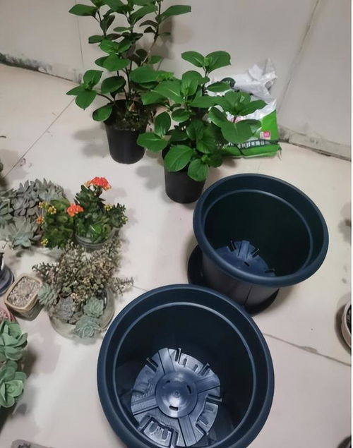 别再乱垫了！花盆底下放什么才既透气又美观