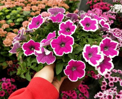 种植牵牛花，新手如何避免烂根死苗？