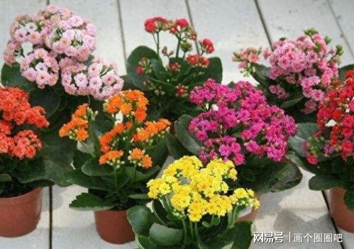 冬季开花的花卉，是能在寒冷季节绽放的美丽植物