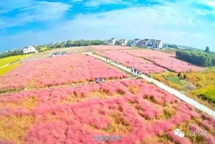 花园地栽及组合盆栽的理想品种