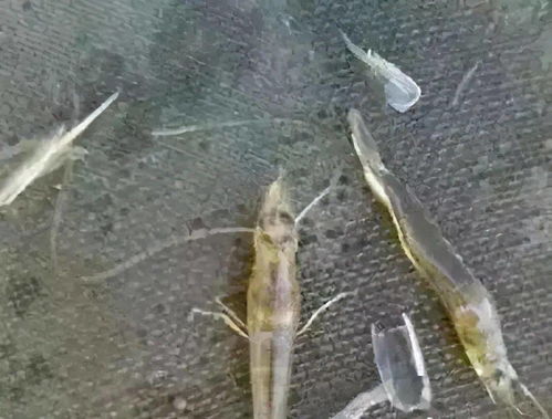 对虾出现白便，是常见疾病