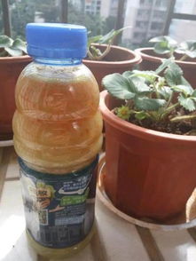 坏鸡蛋变成肥料的小秘密