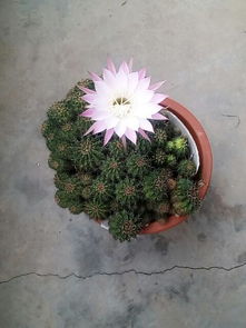 仙人球开花是吉祥兆头？这背后有何玄机