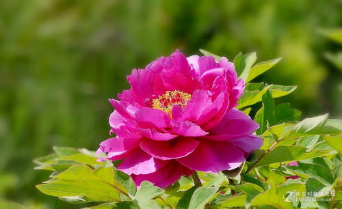 午时花开的秘密