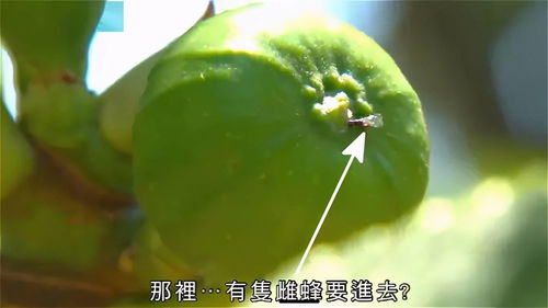 无花果的智慧：榕小蜂的帮忙