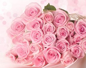 粉玫瑰的花语含义