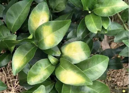 病虫害导致黄化