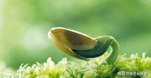 当归种子处理小窍门，让你快速发芽