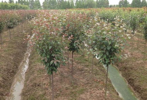 嫁接的时间与技巧：春季与秋季的魔法时刻