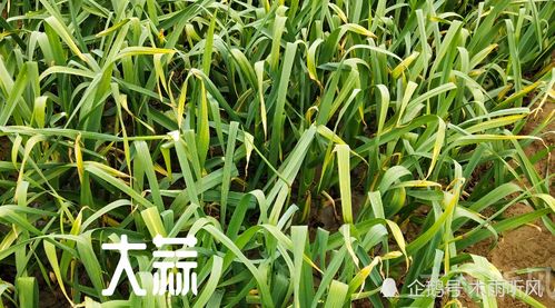 国槐瘤锈病的困扰与挑战