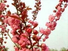 红叶榆叶梅：如此强毒性，果实手串真的平安吗？