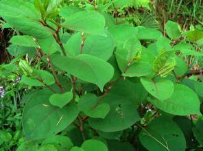 爬山虎的毒性，需要注意的小秘密