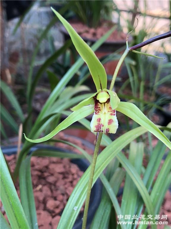 寒兰的品种与开花时间