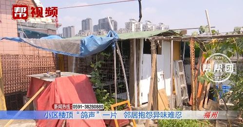 楼顶养鸽，鸽声扰民