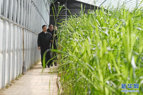 养心菜成新商机，美容草概念火