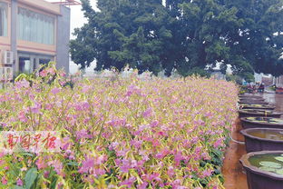 菊科、百合科，各具特色