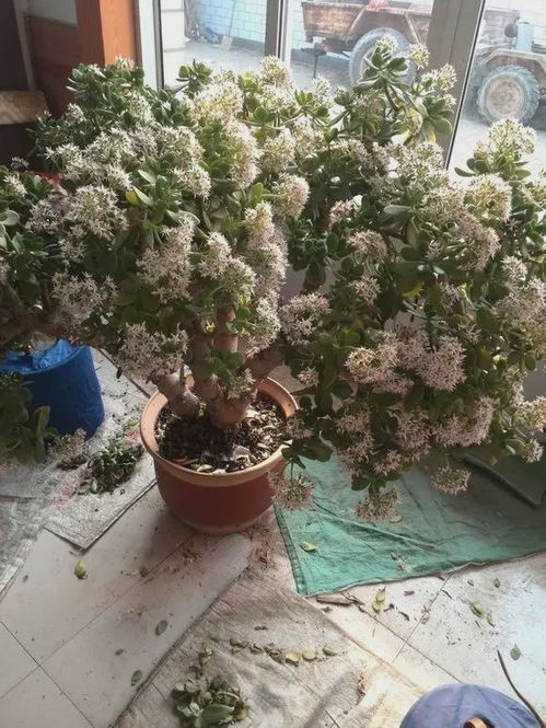 绿萝怎么长得又快？光照和水分要充足吗
