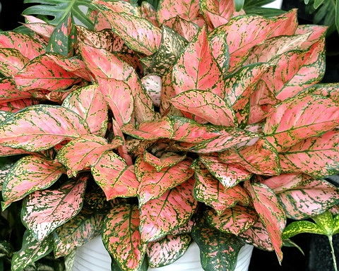 彩叶粗肋草热门品种大盘点