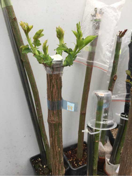 秋季播种月季花种子