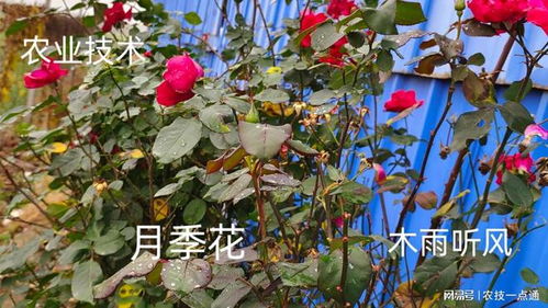 如何有效使用农药或生物防治方法彻底消灭月季上的长虫