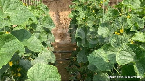 水溶肥：提升品质产量