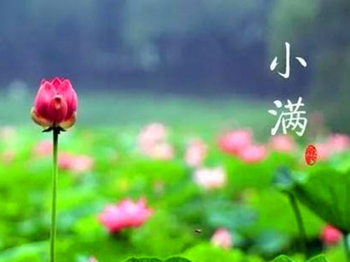 将花根放入水中，如何让它茁壮成长