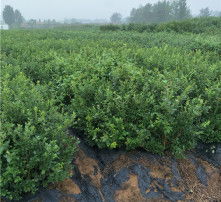 秋季播种的榆树苗， 北方冬季生存攻略