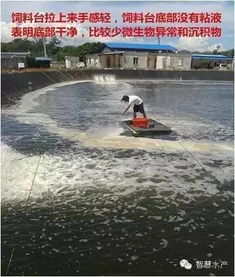 虾塘调水清澈、平安，全程生态，适合对虾的无抗养殖
