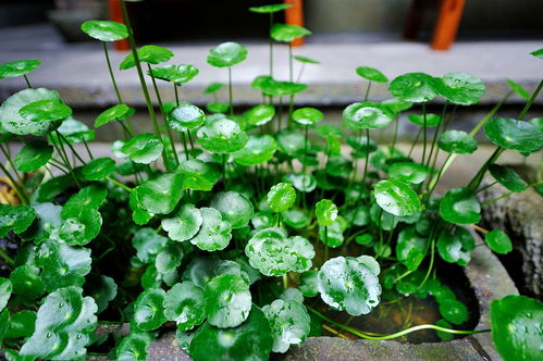 铜钱草的开花时间