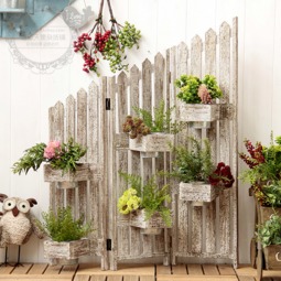 小小的多肉，让人爱不释手