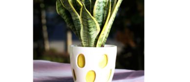 种植技巧：冻前补钾， 冻中保水