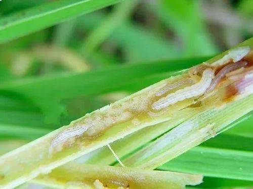 三分钟学会使用甲维盐