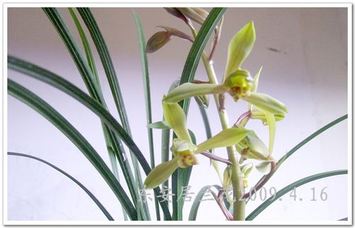 大花蕙兰叶片黄化问题解析