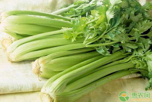 芹菜催芽种植时如何掌握最佳温度和湿度以促进发芽