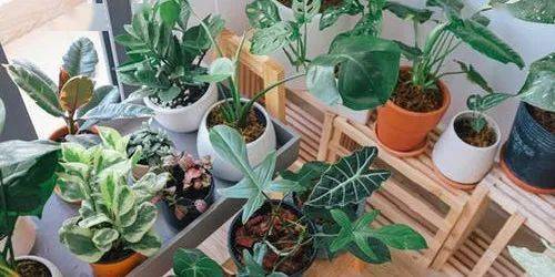 话说回来养死几盆花真不是什么大事