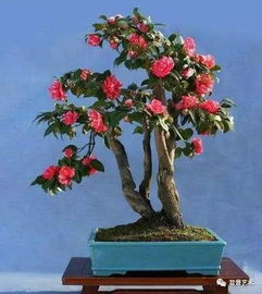 茶花追肥指南：一看叶色二看生长，精准施肥！