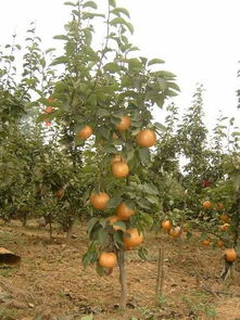 基地概况， 规模宏大