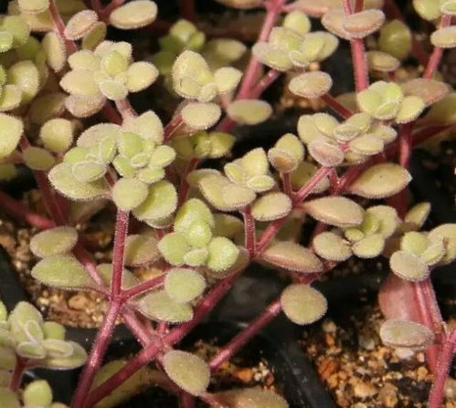 大戟阁养护攻略，家居花卉首选！