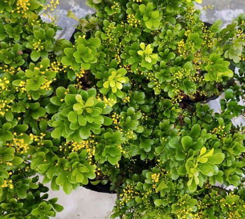 花期有多长呢？