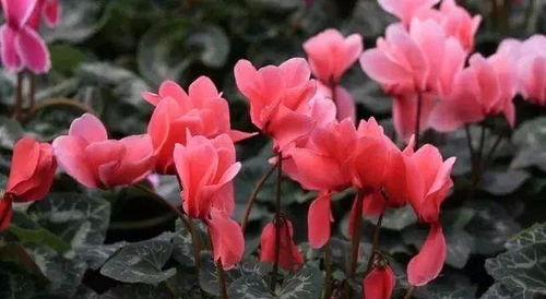 仙客来花发软，如何挽救回神采